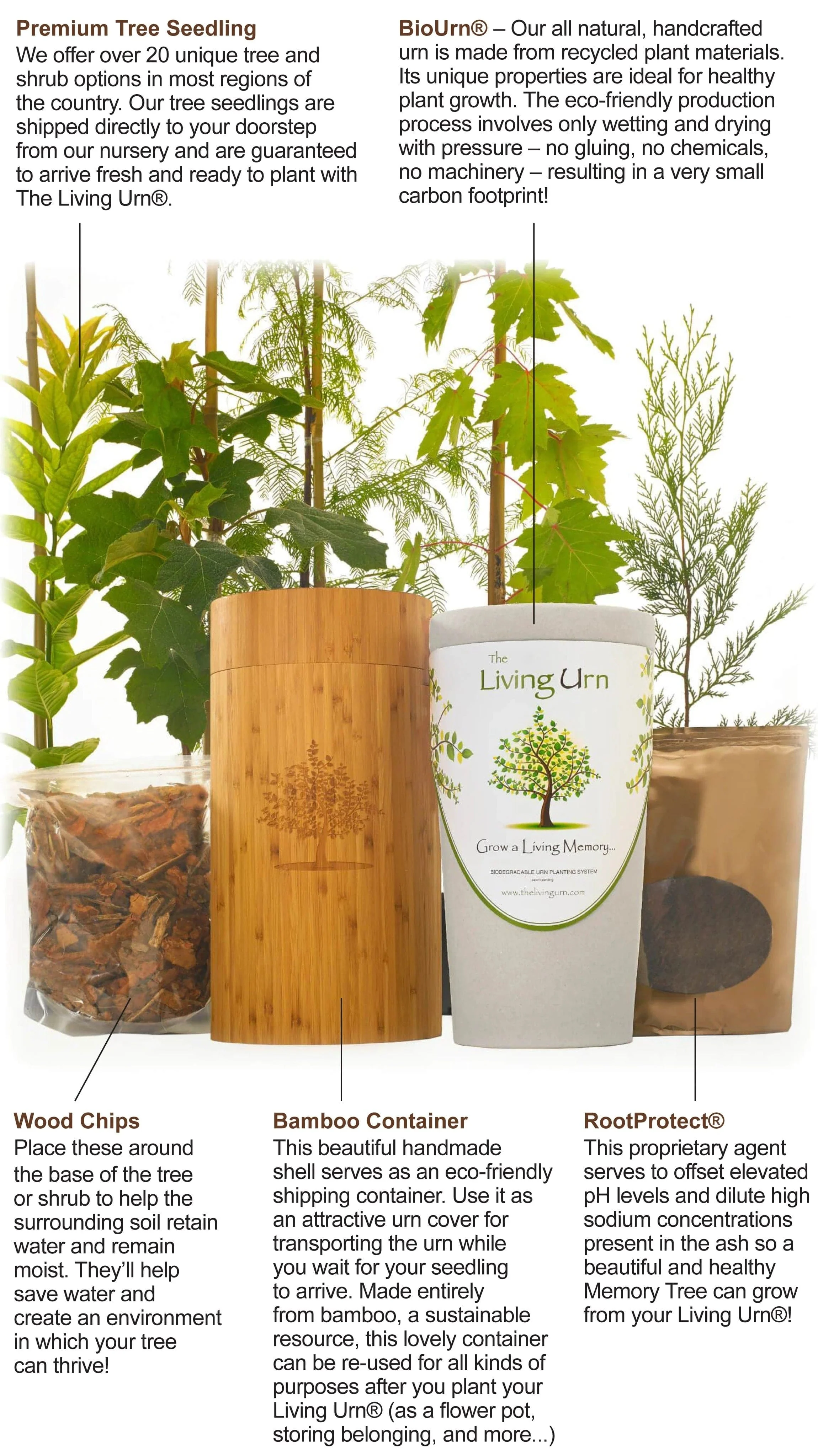 Living Tree Pet Urn | The Living Urn - Image 5