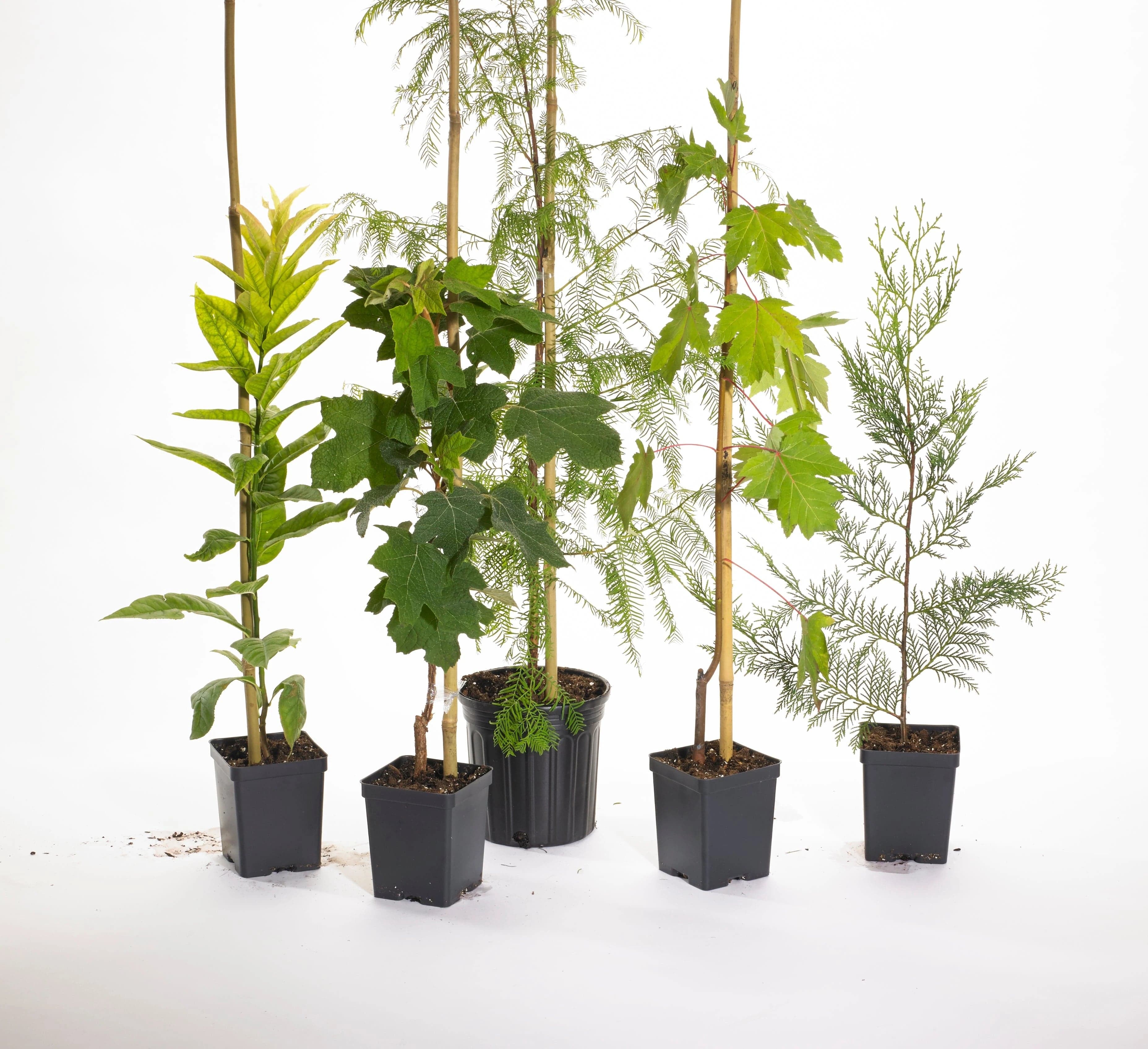 Living Tree Pet Urn | The Living Urn - Image 6